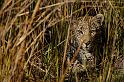 087 Okavango Delta, jong luipaard